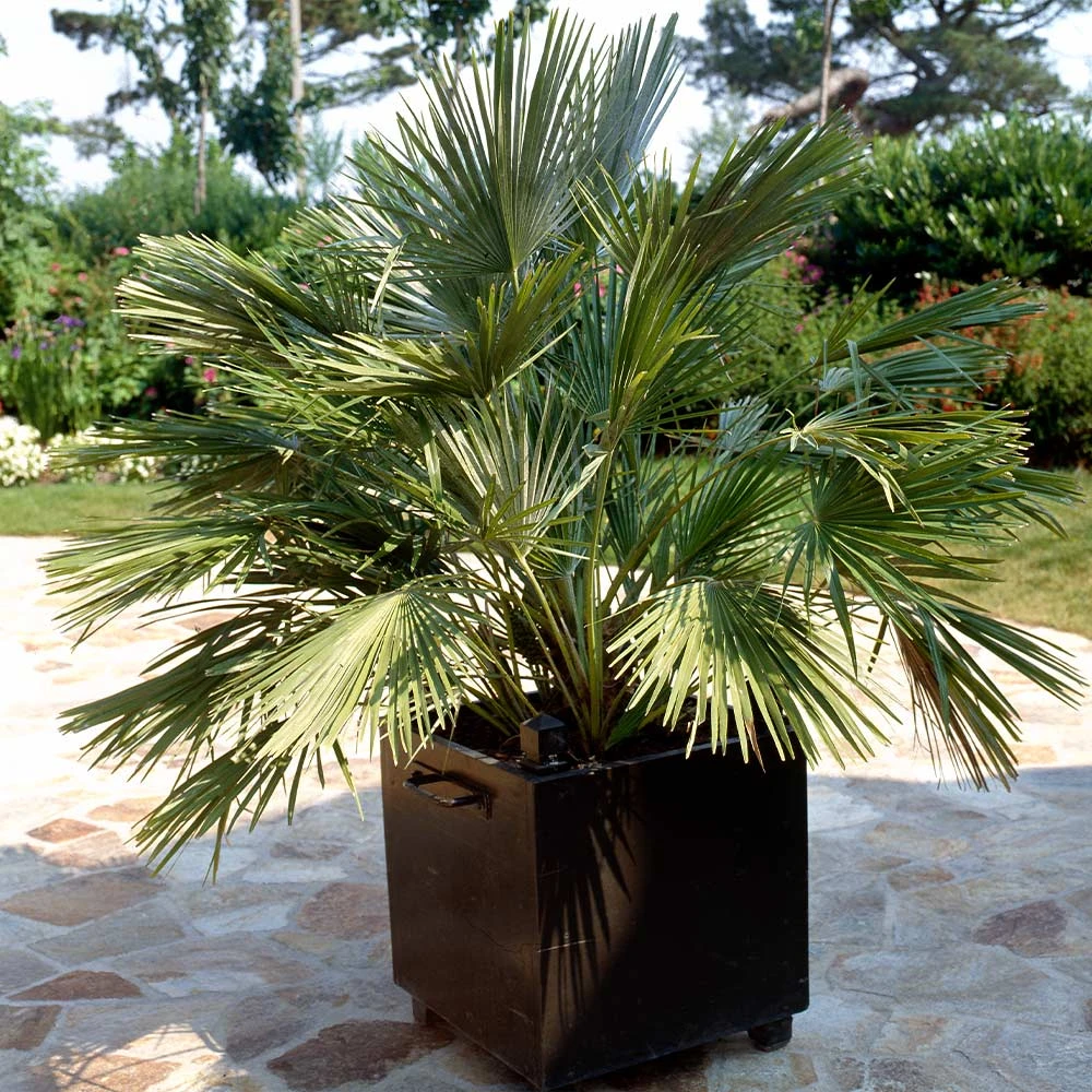 European Fan Palm Tree 3 European Fan Palm Tree - Image 3