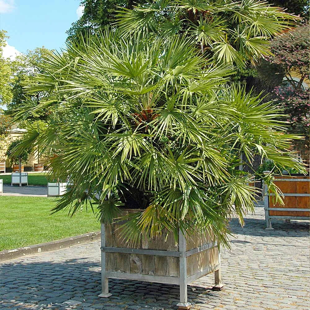 European Fan Palm Tree 4 European Fan Palm Tree - Image 4
