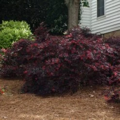 'Ever Red' Loropetalum 8 'Ever Red' Loropetalum -Evergreen Store Ever Red Lorepetalum 2