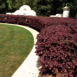 'Ever Red' Loropetalum 7 'Ever Red' Loropetalum -Evergreen Store Ever Red Lorepetalum 3