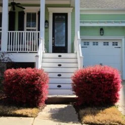 'Ever Red' Loropetalum 9 'Ever Red' Loropetalum -Evergreen Store Ever Red Lorepetalum 4
