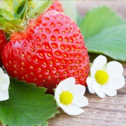 Everbearing Strawberry - USDA Organic -Evergreen Store Everbearing Strawberry 3 FGT d3338e88 8339 4e56 9059 0189b64ead59
