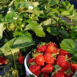 Everbearing Strawberry - USDA Organic -Evergreen Store Everbearing Strawberry 6 BB e2cd8810 5468 47c9 8adf a7c6a52e097a