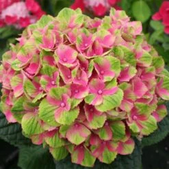 Everlasting® Amethyst Hydrangea Shrub -Evergreen Store Everlasting Amethyst Hydrangea 2