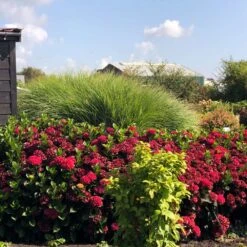 Everlasting® Crimson Ruby Hydrangea Shrub -Evergreen Store Everlasting Crimson Ruby 1