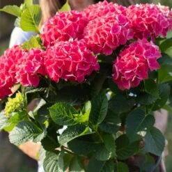 Everlasting® Crimson Ruby Hydrangea Shrub -Evergreen Store Everlasting Crimson Ruby 4