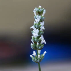 Lavender Exceptional™ 9 Lavender Exceptional™ -Evergreen Store Exceptional Lavender 2