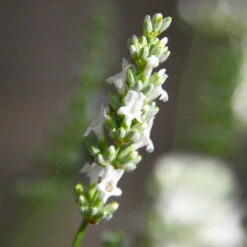 Lavender Exceptional™ 7 Lavender Exceptional™ -Evergreen Store Exceptional Lavender 5