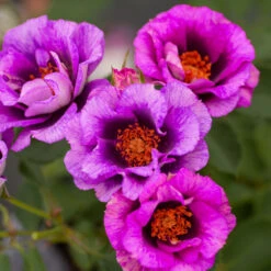 Eyeconic® Plum Lemonade Rose 7 Eyeconic® Plum Lemonade Rose -Evergreen Store Eyeconic Plum Lemonade Rose 2