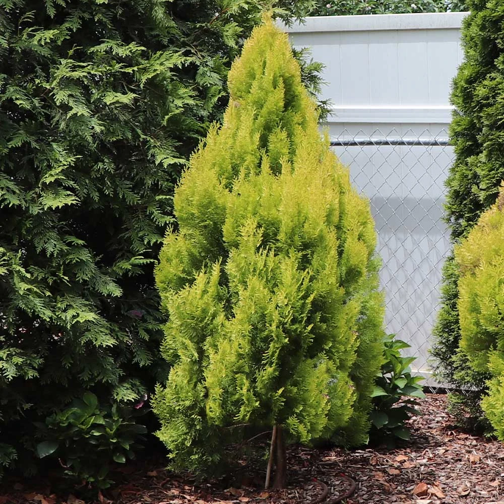 Forever Goldy™ Arborvitae Tree 3 Forever Goldy™ Arborvitae Tree - Image 3