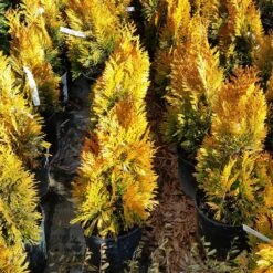 Forever Goldy™ Arborvitae Tree 9 Forever Goldy™ Arborvitae Tree -Evergreen Store FOrever GOldy 3