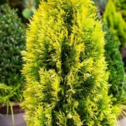 Forever Goldy™ Arborvitae Tree 8 Forever Goldy™ Arborvitae Tree -Evergreen Store FOrever GOldy 4
