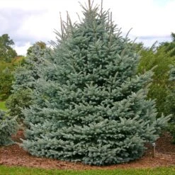 Fat Albert Colorado Blue Spruce -Evergreen Store Fat albert Blue Spruce 1