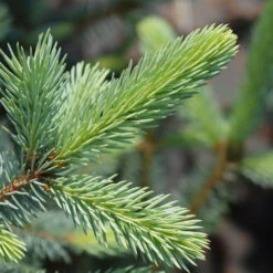 Fat Albert Colorado Blue Spruce -Evergreen Store Fat albert Blue Spruce 2