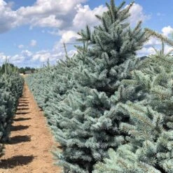Fat Albert Colorado Blue Spruce -Evergreen Store Fat albert Blue Spruce 5