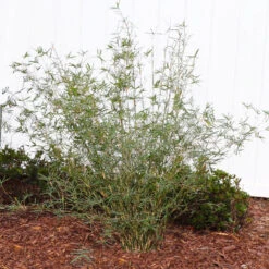 Fernleaf Bamboo 6 Fernleaf Bamboo -Evergreen Store FernleafMultiplexBamboo 1