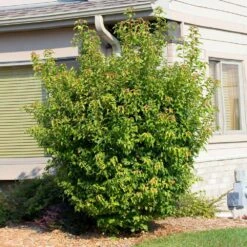 Flame Amur Maple -Evergreen Store Flame Amur 2