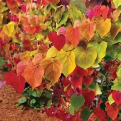 Flame Thrower® Redbud Tree 7 Flame Thrower® Redbud Tree -Evergreen Store Flame Thrower Redbud 2