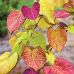 Flame Thrower® Redbud Tree 8 Flame Thrower® Redbud Tree -Evergreen Store Flame Thrower Redbud 3