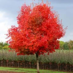 Flashfire® Maple Tree -Evergreen Store Flashfire Maple 1