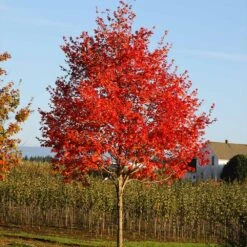 Flashfire® Maple Tree -Evergreen Store Flashfire Maple 2