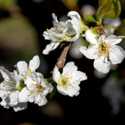Flavor Queen Pluot® -Evergreen Store Flavor Queen Pluot 3
