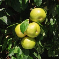 Flavor Queen Pluot® -Evergreen Store Flavor Queen Pluot 4