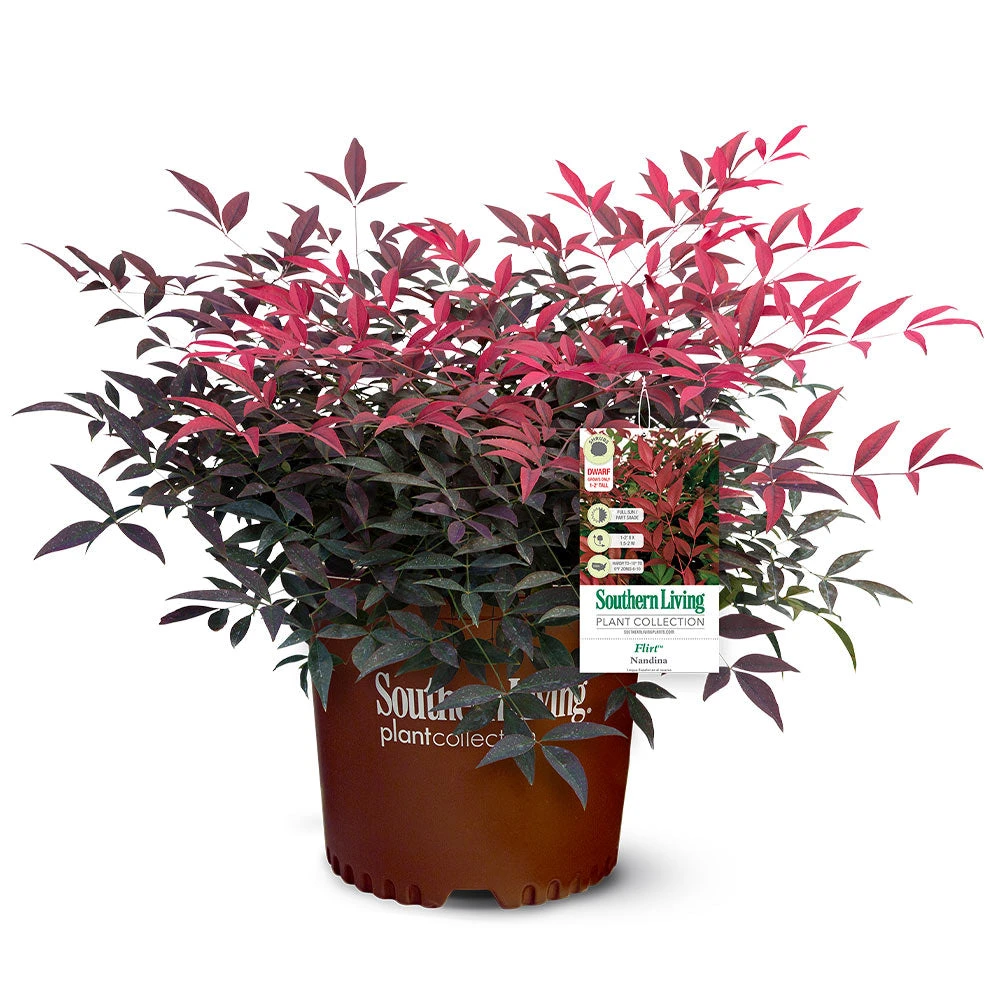 Flirt™ Nandina Shrub 5 Flirt™ Nandina Shrub - Image 5
