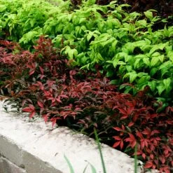 Flirt™ Nandina Shrub 9 Flirt™ Nandina Shrub -Evergreen Store Flirt Nandina BB 2