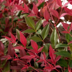 Flirt™ Nandina Shrub 8 Flirt™ Nandina Shrub -Evergreen Store Flirt Nandina FGT 6