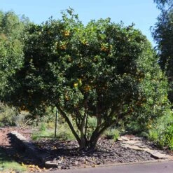 Hardy Orange Tree 'Flying Dragon' 12 Hardy Orange Tree 'Flying Dragon' -Evergreen Store Flying Dragon Trifoliate orange 11 FGT