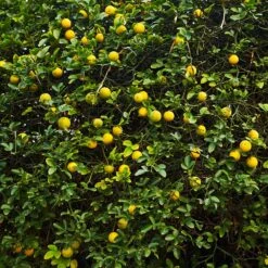 Hardy Orange Tree 'Flying Dragon' 15 Hardy Orange Tree 'Flying Dragon' -Evergreen Store Flying Dragon Trifoliate orange 2