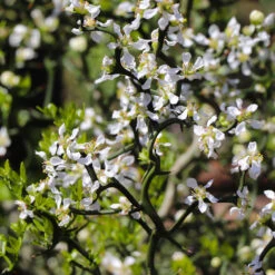 Hardy Orange Tree 'Flying Dragon' 16 Hardy Orange Tree 'Flying Dragon' -Evergreen Store Flying Dragon Trifoliate orange 3 FGT