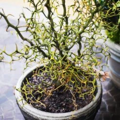 Hardy Orange Tree 'Flying Dragon' 13 Hardy Orange Tree 'Flying Dragon' -Evergreen Store Flying Dragon Trifoliate orange 7