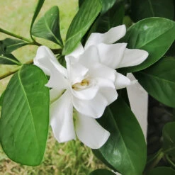 Four Seasons Gardenia Shrub 5 Four Seasons Gardenia Shrub -Evergreen Store FourSeasons Gardenia 2