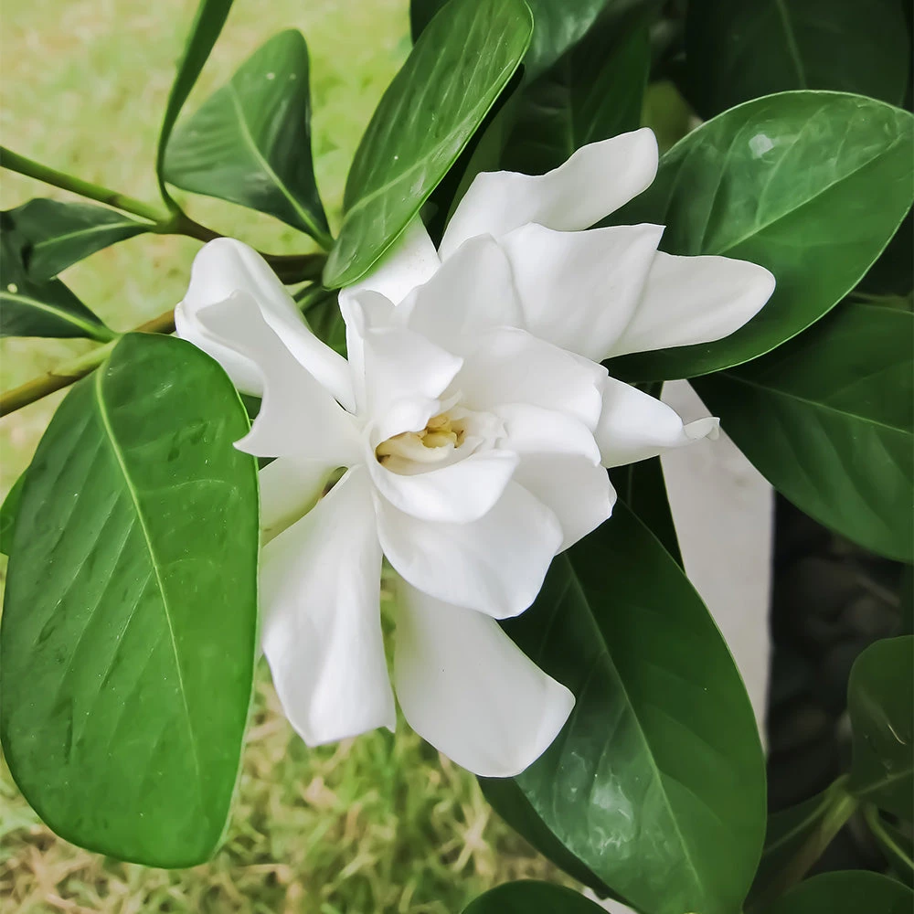 Four Seasons Gardenia Shrub 3 Four Seasons Gardenia Shrub - Image 3