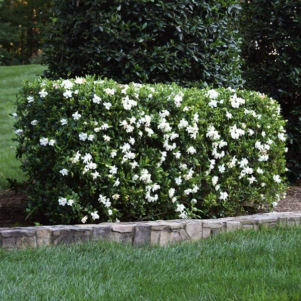 Four Seasons Gardenia Shrub 2 Four Seasons Gardenia Shrub - Image 2