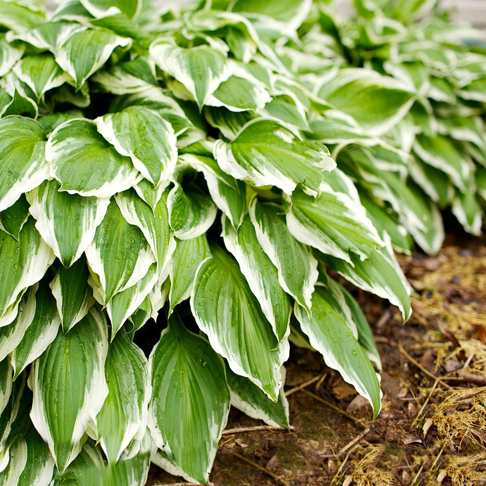 Francee Hosta Plant 2 Francee Hosta Plant - Image 2