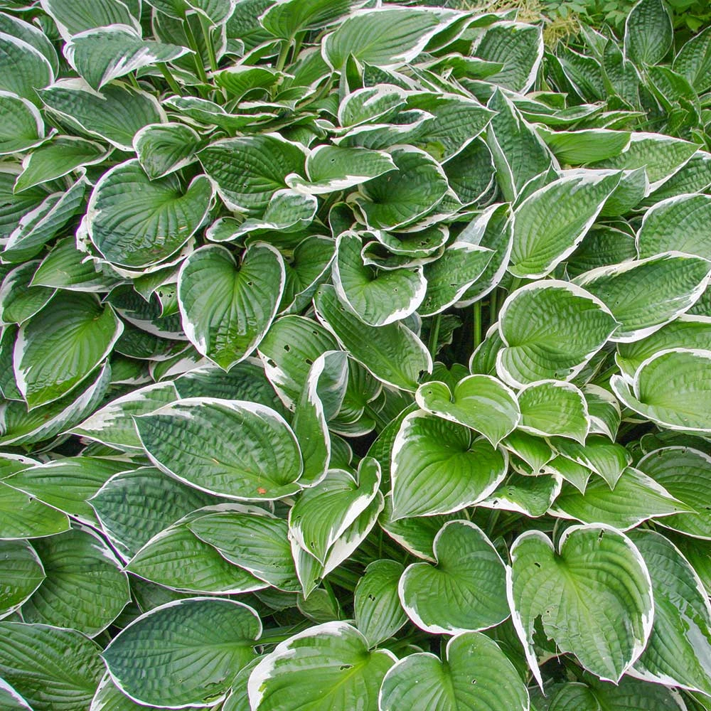 Francee Hosta Plant 3 Francee Hosta Plant - Image 3