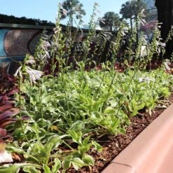 Francee Hosta Plant 7 Francee Hosta Plant -Evergreen Store Francee Hosta 3