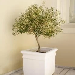 Frantoio Olive Tree 6 Frantoio Olive Tree -Evergreen Store Frantoio Olive FGT