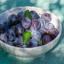 French Prune Tree 7 French Prune Tree -Evergreen Store French Prune Plum 3