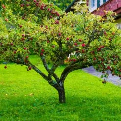 Fuji Apple Tree - USDA Organic -Evergreen Store Fuji Apple 6