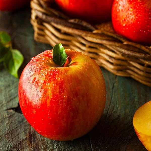 Fuji Apple Tree 1 Fuji Apple Tree