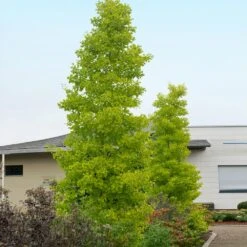 Goldspire™ Ginkgo Tree -Evergreen Store GOldspire Ginkgo Tree 2 FGT