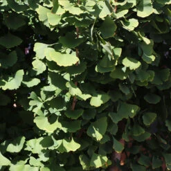 Goldspire™ Ginkgo Tree -Evergreen Store GOldspire Ginkgo Tree 8