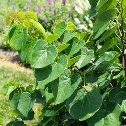 Garden Gems® Emerald Redbud Tree -Evergreen Store Garden Gems Emerald 1