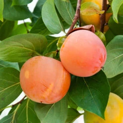 Giant Fuyu Persimmon Tree -Evergreen Store Giant Persimmon 1