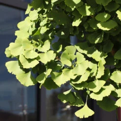 Ginkgo Tree -Evergreen Store Ginkgo Biloba 5