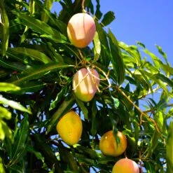 Salsa Kit 9 Salsa Kit -Evergreen Store Glenn Mango 6